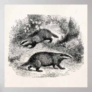 Póster Ilustracion Badgers de la época de 1800