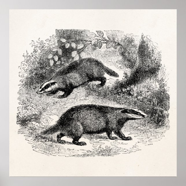 Póster Ilustracion Badgers de la época de 1800 (Frente)