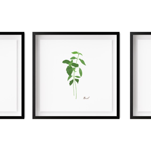 Póster Ilustracion Basil Stem | Herbs Kitchen Wall Art (Subido por el creador)