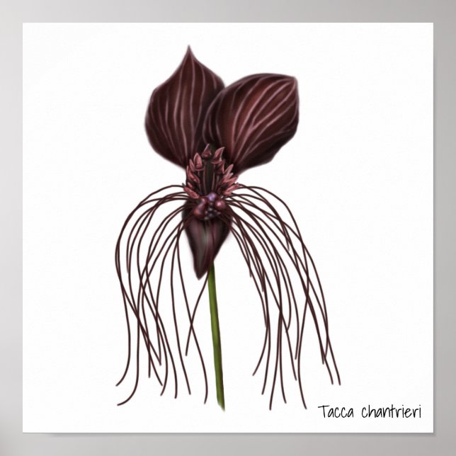 Póster Ilustracion Bat Flower (Frente)