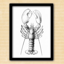 Ilustracion blanco y negro de bogavante