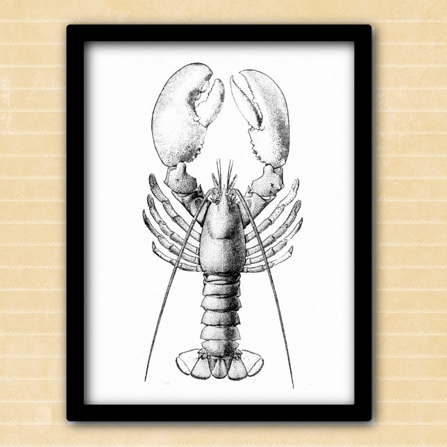Póster Ilustracion blanco y negro de bogavante (Subido por el creador)