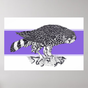 Póster Ilustracion blanco y negro de Halcón resplandecien