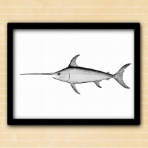 Ilustracion blanco y negro de pez espada