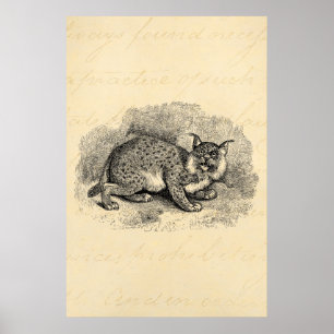 Póster Ilustracion Bob Cat Lynx de Bobcat de los años 180