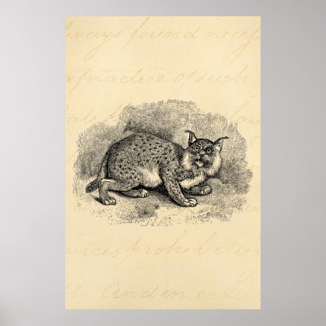 Póster Ilustracion Bob Cat Lynx de Bobcat de los años 180 (Frente)