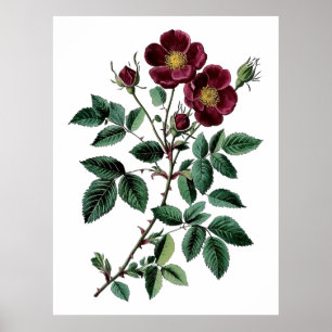 Póster Ilustración Botánica Antigua de Rosa Silvestre Roj