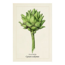 Ilustración Botánica de Alcachofa Antigua | Cocina