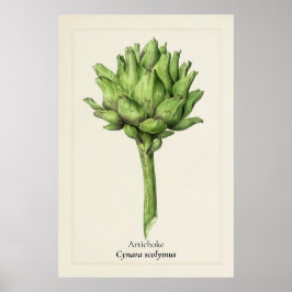 Póster Ilustración Botánica de Alcachofa Antigua | Cocina