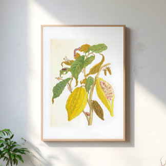 Póster Ilustración Botánica de Antigua Planta de Cacao