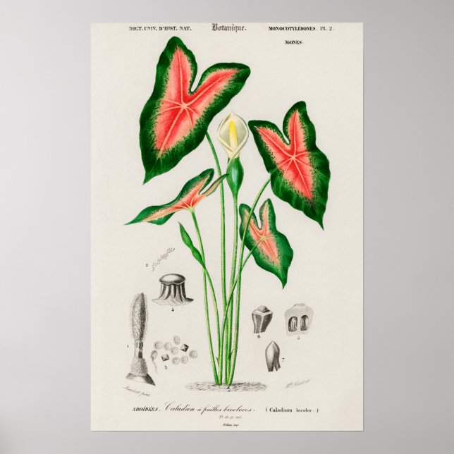 Póster Ilustración Botánica de Caladium (Frente)