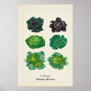 Póster Ilustración Botánica de Col Rizada Antigua en Pare