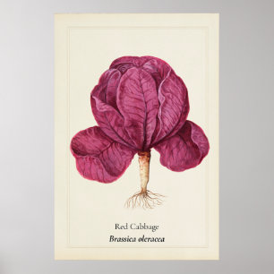 Póster Ilustración Botánica de Col Rojo Antiguo en Pared