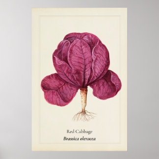 Póster Ilustración Botánica de Col Rojo Antiguo en Pared
