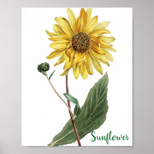 Póster Ilustración Botánica de Girasol Floral