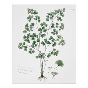 Póster Ilustración Botánica de Helecho Maidenhair Vintage