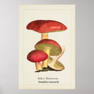 Póster Ilustración botánica de hongo de sombrero rojo vin