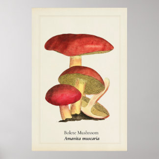 Póster Ilustración botánica de hongo de sombrero rojo vin