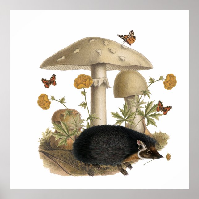 Póster Ilustración Botánica de Hongo Erizo Collage (Frente)
