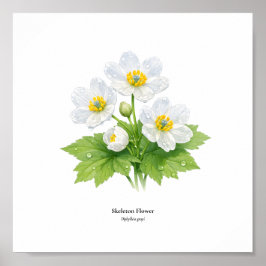 Póster Ilustración Botánica de la Flor de Esqueleto – Imp