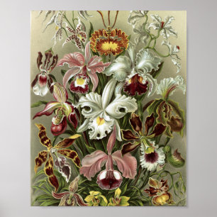 Póster Ilustración Botánica de Orquídeas Vintage