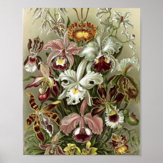 Póster Ilustración Botánica de Orquídeas Vintage