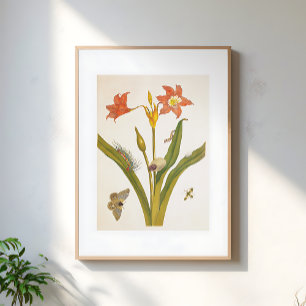 Póster Ilustración botánica de planta de flor vintage