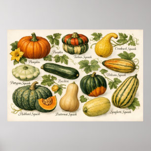 Póster Ilustración botánica de variedades de calabaza ant