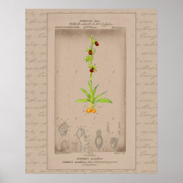 Póster Ilustración botánica francesa de orquídea araña 24