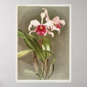 Póster Ilustración botánica vintage