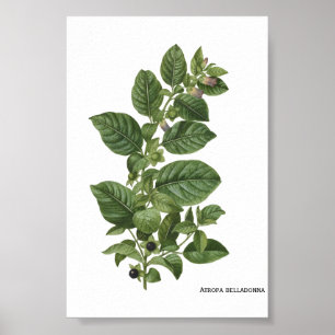 Póster Ilustración Botánica Vintage Atropa Belladonna