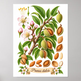 Póster Ilustración Botánica Vintage de Almendra