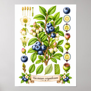 Póster Ilustración Botánica Vintage de Arándano Azul