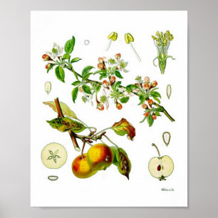 Póster Ilustración botánica vintage de flor de manzana