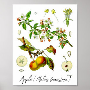 Póster Ilustración botánica vintage de flor de manzana