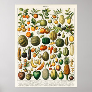 Póster Ilustración Botánica Vintage de Frutas