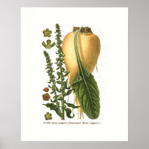 Póster Ilustración botánica vintage de remolacha azucarer