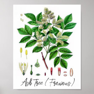 Póster Ilustración botánica vintage del árbol de fresno 