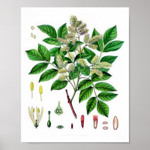 Póster Ilustración botánica vintage del árbol de fresno