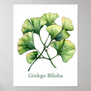 Póster Ilustración Botánica Vintage Ginkgo Biloba