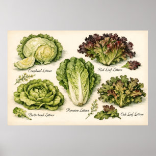 Póster Ilustración botánica vintage variedades de lechuga