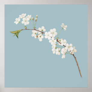 Póster Ilustracion botánico