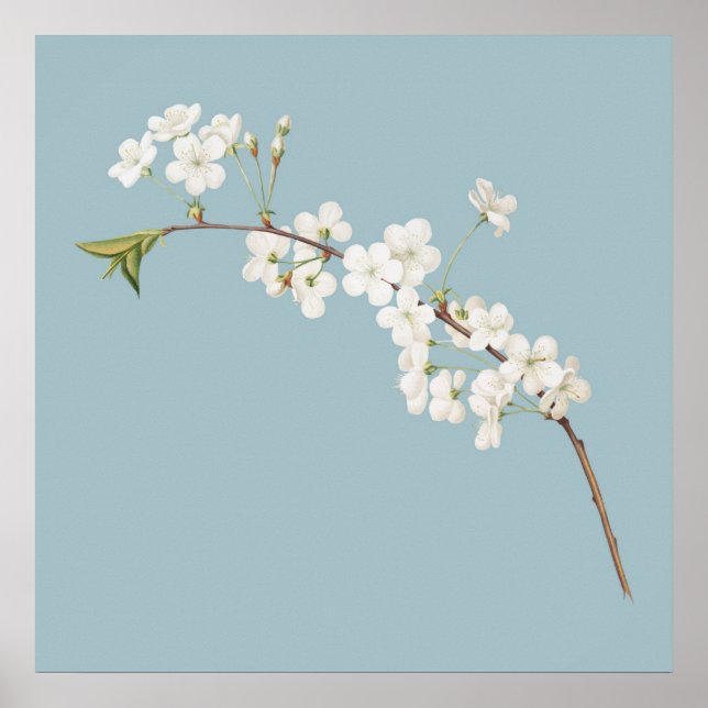 Póster Ilustracion botánico (Frente)