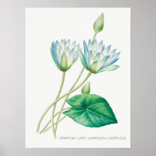 Póster Ilustracion botánico Blue Lotus de color pálido