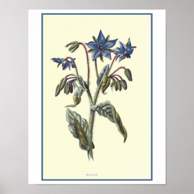 Póster ilustracion botánico "Borage" (Frente)