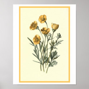 Póster ilustracion botánico "Bulbous Crowfoot"