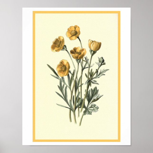 Póster ilustracion botánico "Bulbous Crowfoot" (Frente)