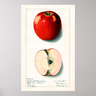 Póster Ilustracion botánico de Apple de época