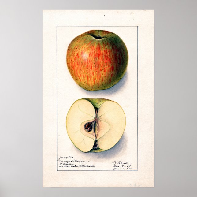 Póster Ilustracion botánico de Apple de época (Frente)