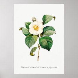 Póster Ilustracion botánico de camellia japonesa vintage
